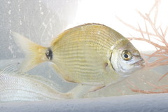 Diplodus holbrookii