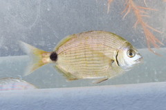 Diplodus holbrookii