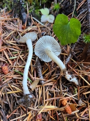 Hygrophorus piceae