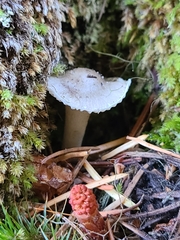 Hygrophorus piceae