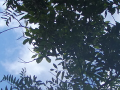 Alectryon ramiflorus