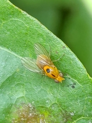 Neogriphoneura