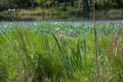 Iris virginica
