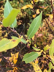 Salix boothii