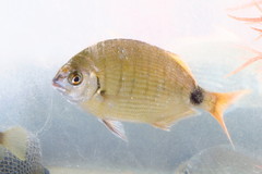 Diplodus holbrookii