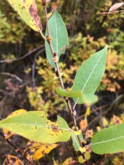 Salix boothii