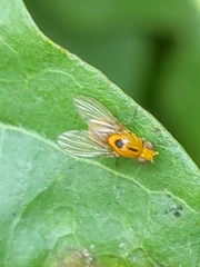 Neogriphoneura