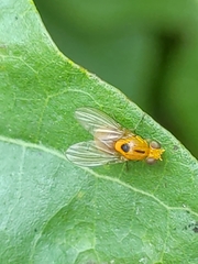 Neogriphoneura