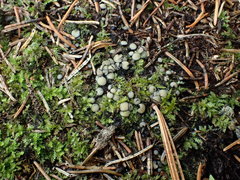 Podophacidium xanthomelum