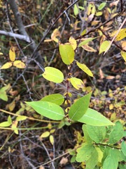 Salix boothii
