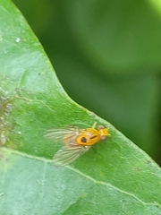 Neogriphoneura