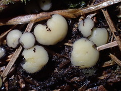 Podophacidium xanthomelum
