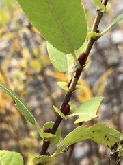 Salix boothii