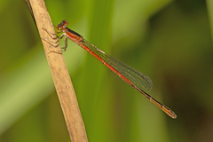 Agriocnemis rubricauda