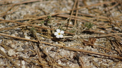 Leptosiphon melingii