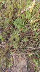 Monsonia speciosa