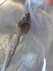 Peromyscus boylii