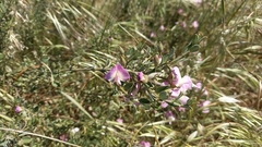 Podalyria microphylla