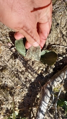 Pelargonium asarifolium