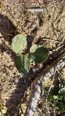 Pelargonium asarifolium