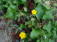 Kallstroemia peninsularis