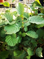 Alnus lusitanica