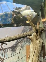 Leucopsar rothschildi