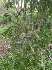 Pouteria salicifolia
