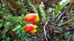 Bomarea linifolia