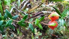 Bomarea linifolia