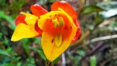 Bomarea linifolia