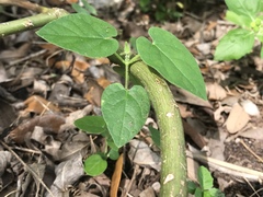 Funastrum cynanchoides