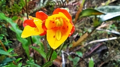 Bomarea linifolia