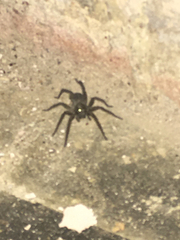 Araneae