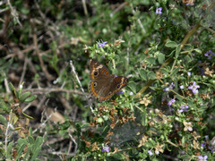 Junonia pacoma