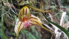 Masdevallia