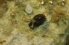 Haminoea exigua