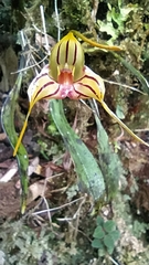 Masdevallia