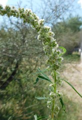 Amaranthus lepturus