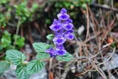 Scutellaria forrestii
