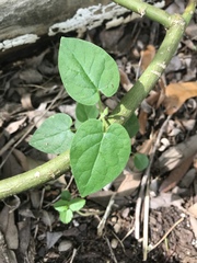 Funastrum cynanchoides