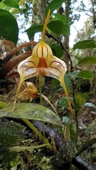 Masdevallia