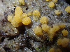 Bactridium ellisii