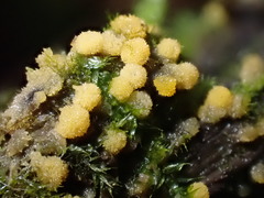 Bactridium ellisii