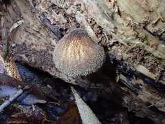 Pluteus granularis