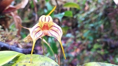 Masdevallia