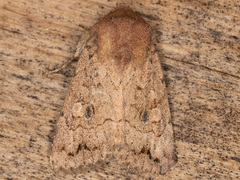 Nudorthodes variabilis