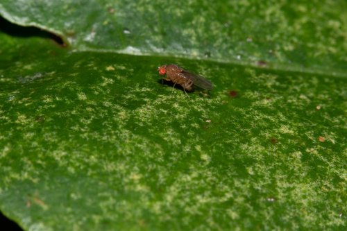 Drosophila tanythrix