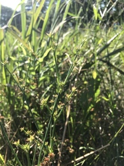 Juncus nodatus