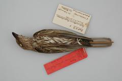 Wetar Figbird photo 2